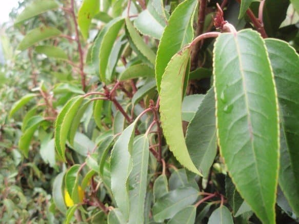 Portuguese Laurel or Prunus Lusitanica