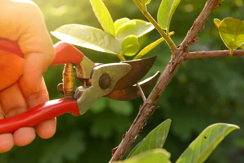 pruners and pruning shears