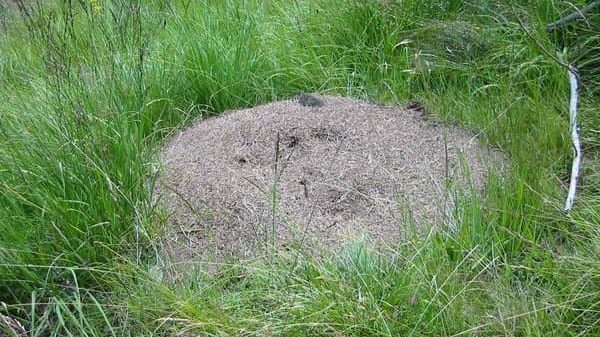 ant hill mound in lawn