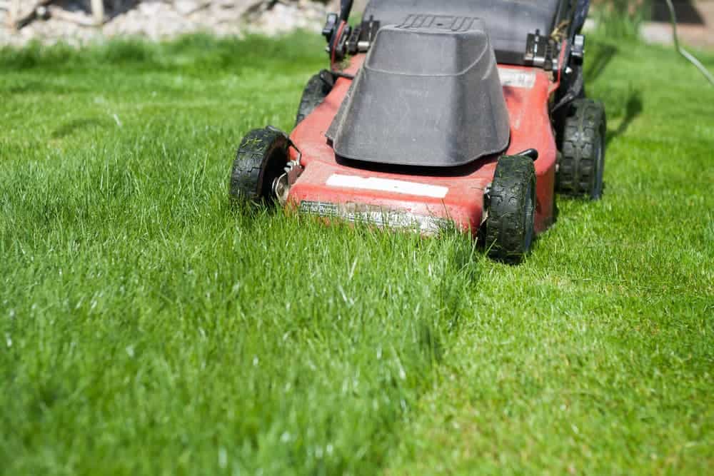 new lawn care mow often for good results