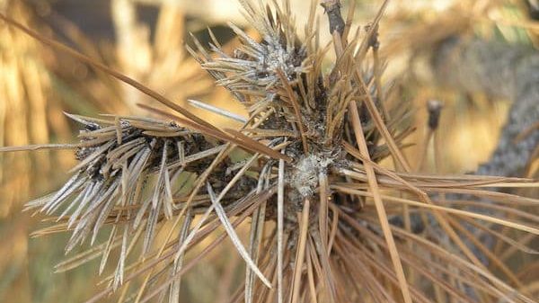 Sphaeropsis Tip Blight Dead Needles