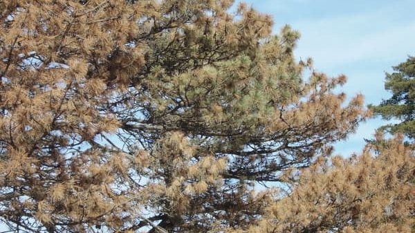 brown needles on austrian pine due to wilt disease