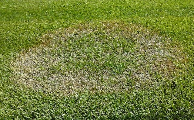brown patch lawn disease in florida