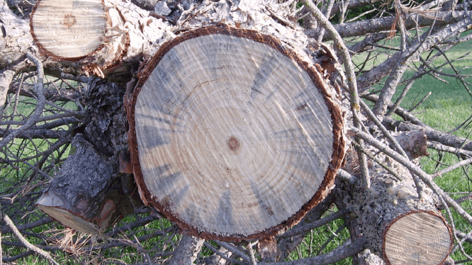 cut tree showing wilt pine disease