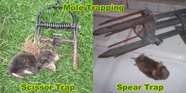 types of mole traps