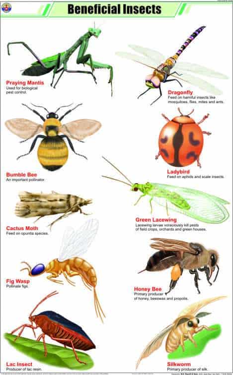 overview of beneficial garden insects