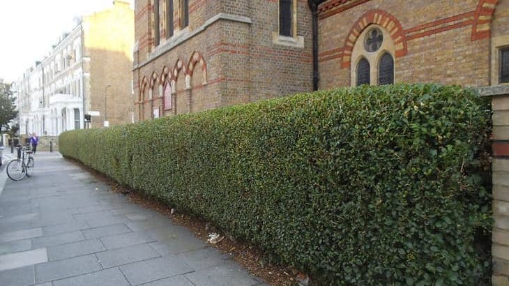 rounded privet hedge in front of church