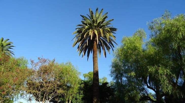 how to prune a phoenix canariensis canary island date palm tree