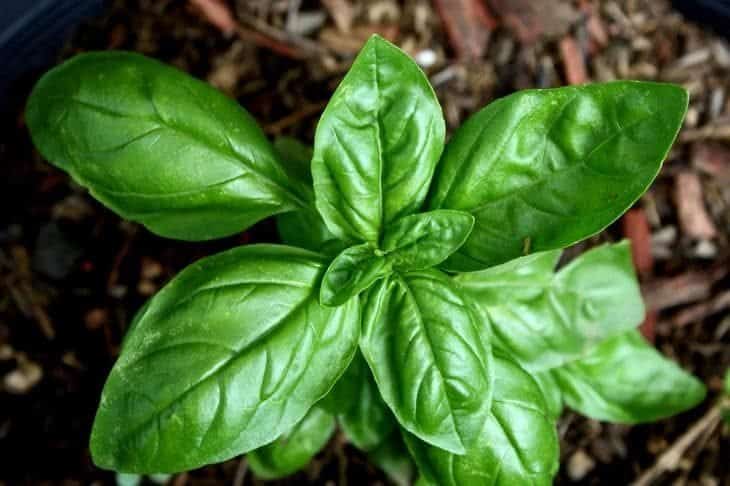 basil - insect repelling plants