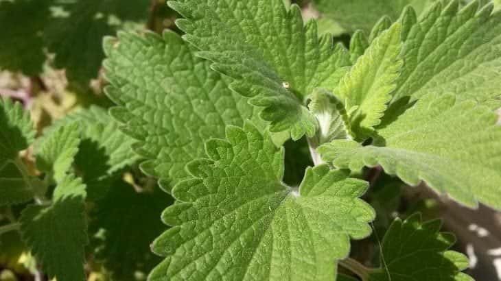 catnip - insect repelling plants