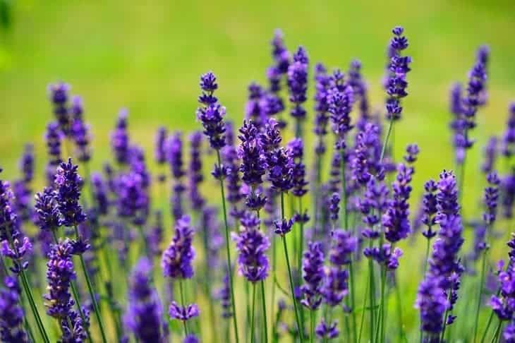 lavender - insect repelling plants