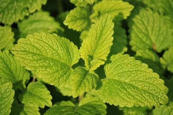 lemon balm - insect repelling plants
