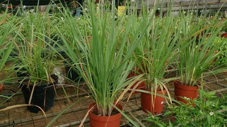lemon grass - insect repelling plants