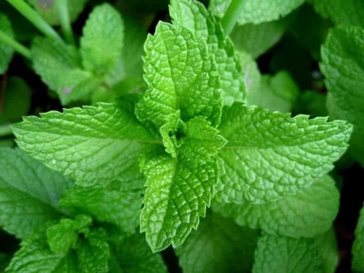 mint - insect repelling plants