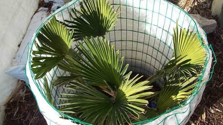 winterizing palm trees chicken wire method