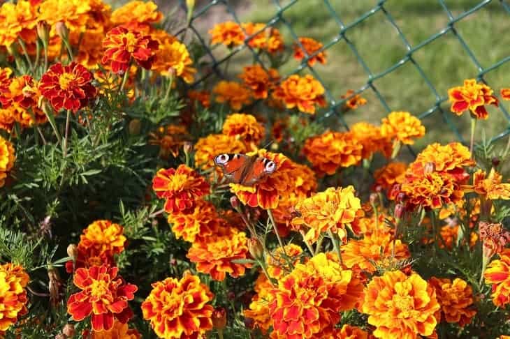 marigold-can-attract-butterflies