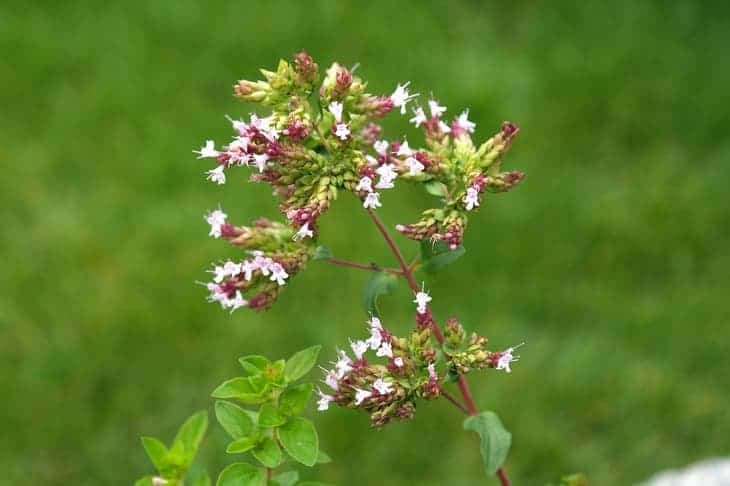 oregano-can-attract-butterflies