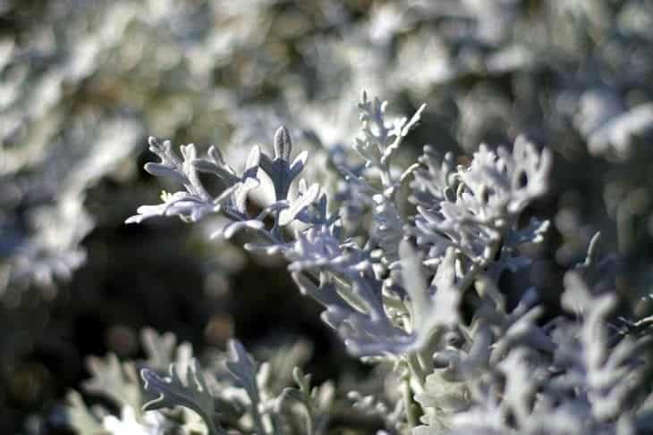 wormwood - insect repelling plants