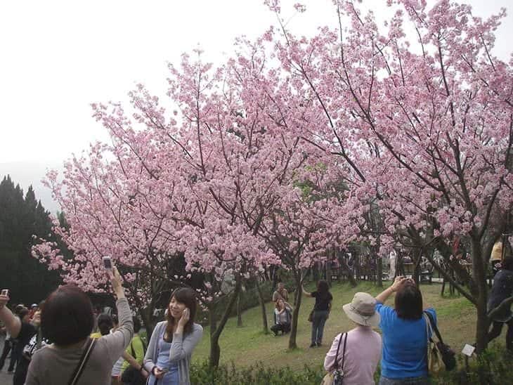 cherry blossom and tourists