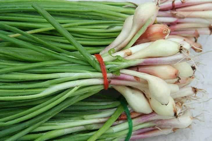 scallions or green onions