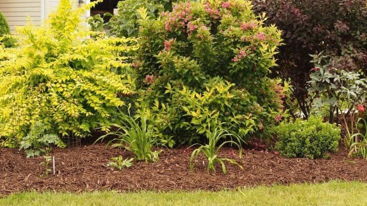pros and cons of laying mulch in the fall