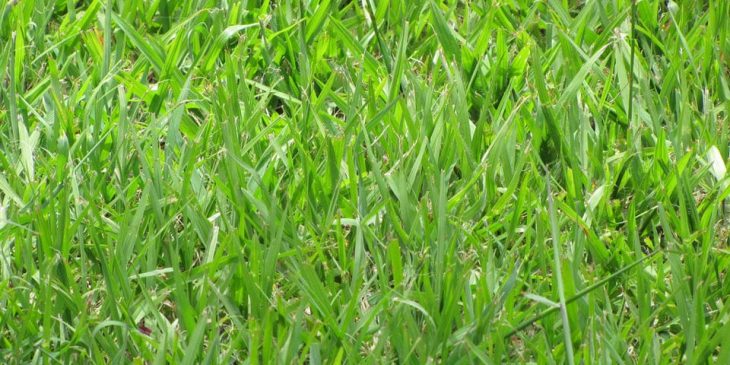 bahia grass maintenance