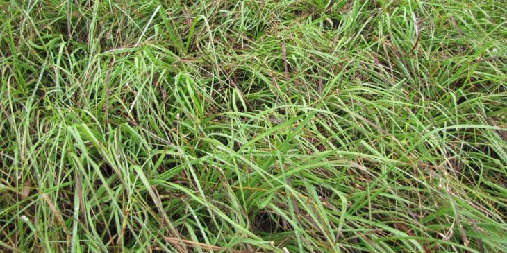overgrown bahia grass