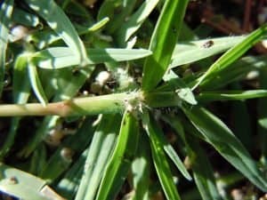 Bermuda grass closeup