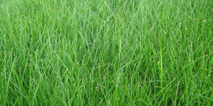 Fine Fescue Grass - Lolium arundinaceum