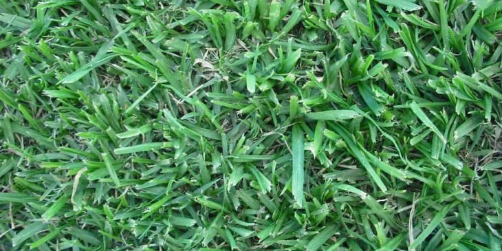 Pennisetum clandestinum-kikuyu græs