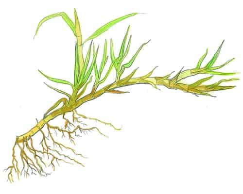Pennisetum clandestinum-illustrazione dell'erba di kikuyu