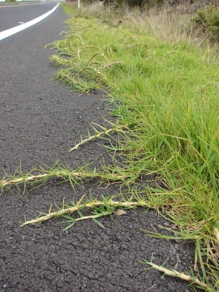 Pennisetum clandestinum - kikuyu grass runners spreading 