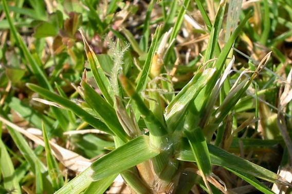 Pennisetum clandestinum - kikuyu grass zoomed in