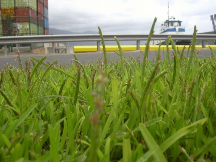 st augustine grass compared
