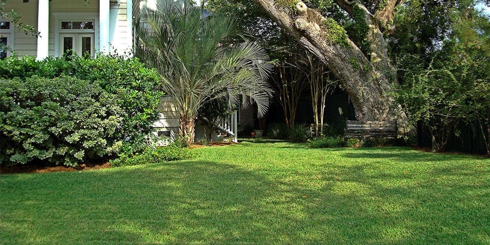 st augustine grass shade and sun