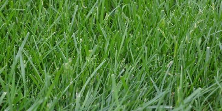 Tall Fescue grass - Festuca arundinacea