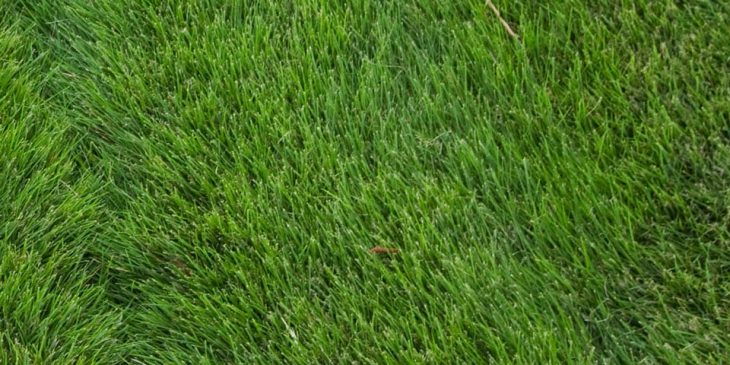 zoysia grass - Zoysia japonica