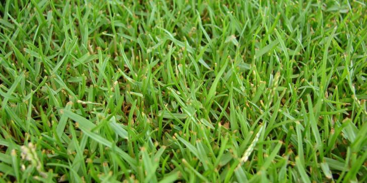zoysia grass hawaii