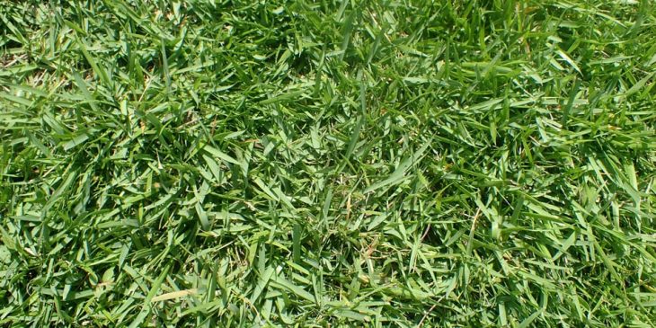 zoysia grass type japonica compadre