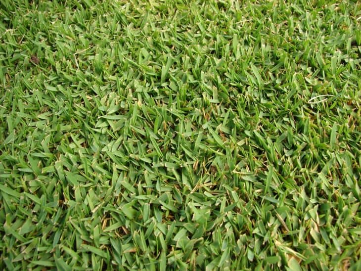 zoysia grass mowing