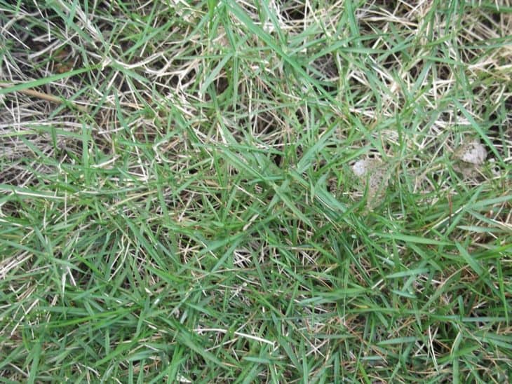 zoysia grass thatch