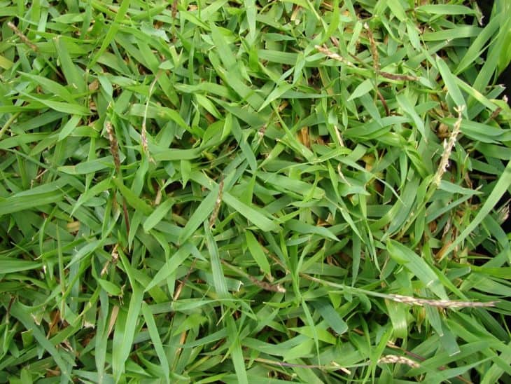 zoysia grass close up
