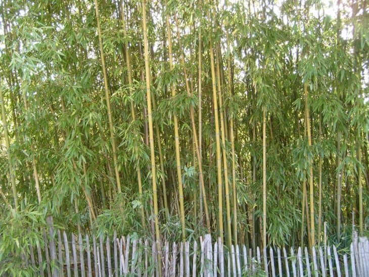 can hedge trimmers cut bamboo?
