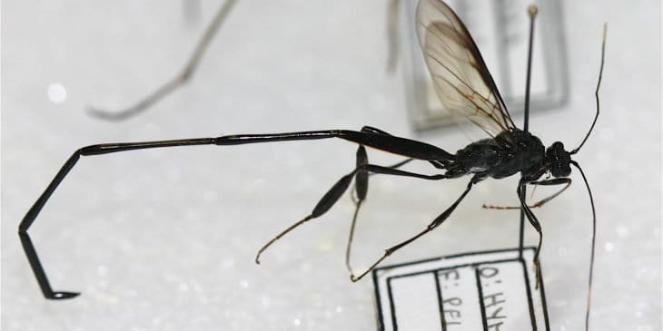 American Pelecinid Wasp (Pelecinus Polyturator)