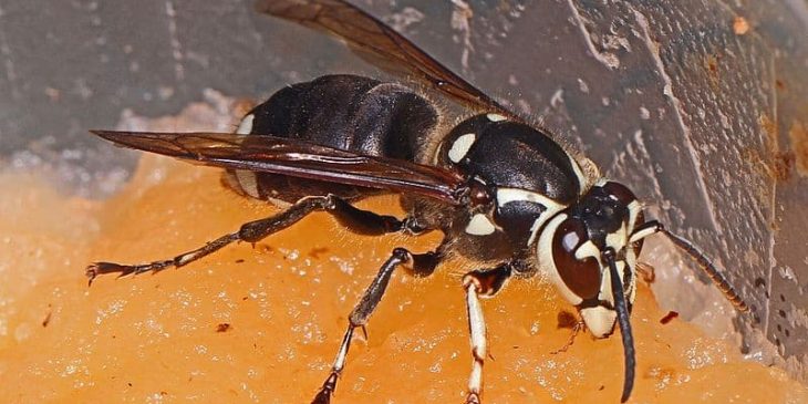 types of wasps: Bald-Faced Hornet (Dolichovespula Maculata)