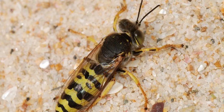 types of wasps: sand wasp (bembicini)