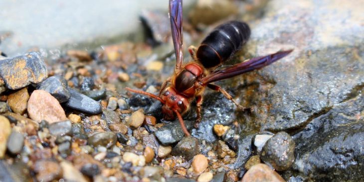 types of wasps: Black-Bellied Hornet (Vespa Basalis)