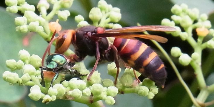 types of wasps: Black-Tailed Hornet (Vespa Ducalis)