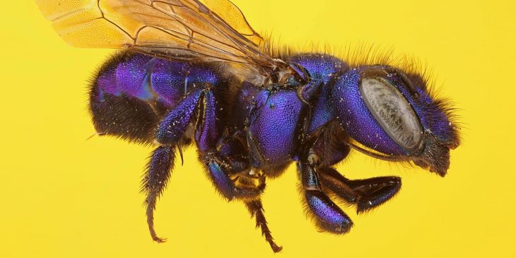 Blueberry Bee (Habropoda Laboriosa)