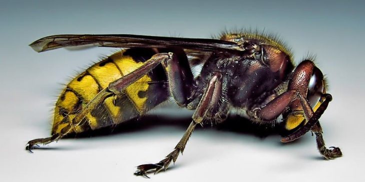 types of wasps: European Hornet (Vespa Crabro)